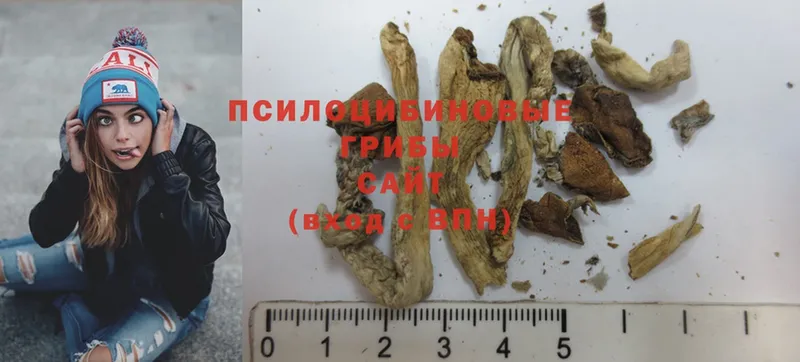 Псилоцибиновые грибы Magic Shrooms  kraken как зайти  Городовиковск 